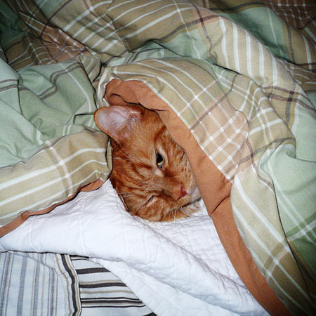 HarrySleepingInSmall.jpg