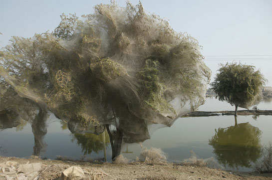 SpiderwebTrees.jpg