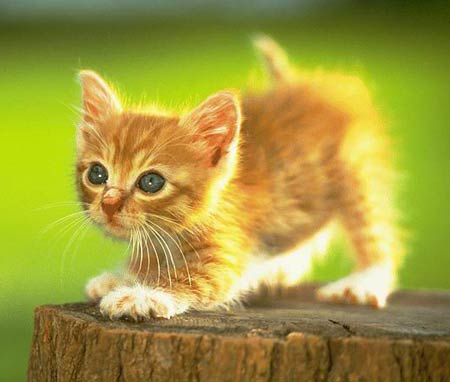 kitten.jpg