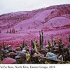 RichardMosse08.jpg